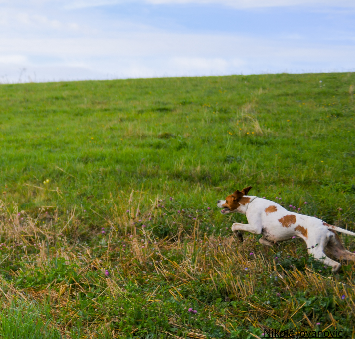 Projekt : Stoppa drevtävlingar på hare och räv