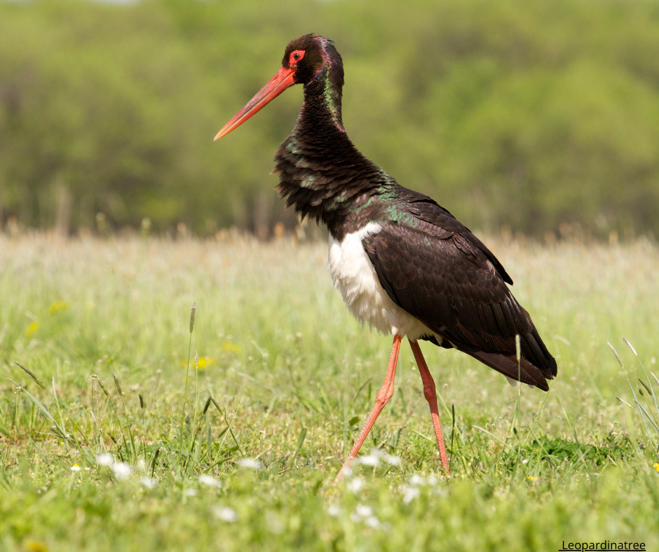 Återetablering av försvunna arter från Sverige