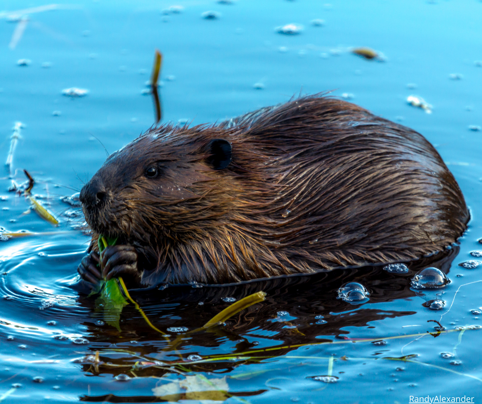 Stödja forskning om de vilda djurens ekologiska roll