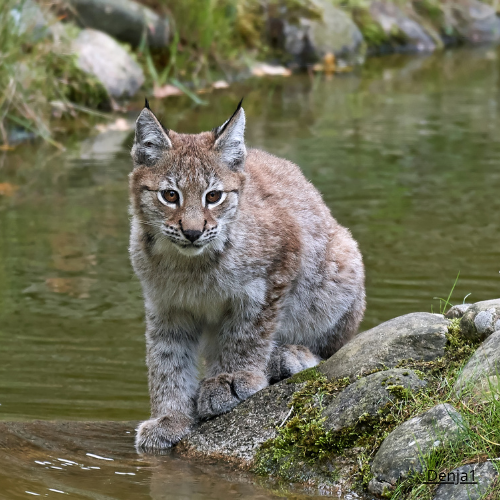 Vilda Djurens Skydd anmäler Sverige till EU-kommissionen för olaglig licensjakt på lodjur