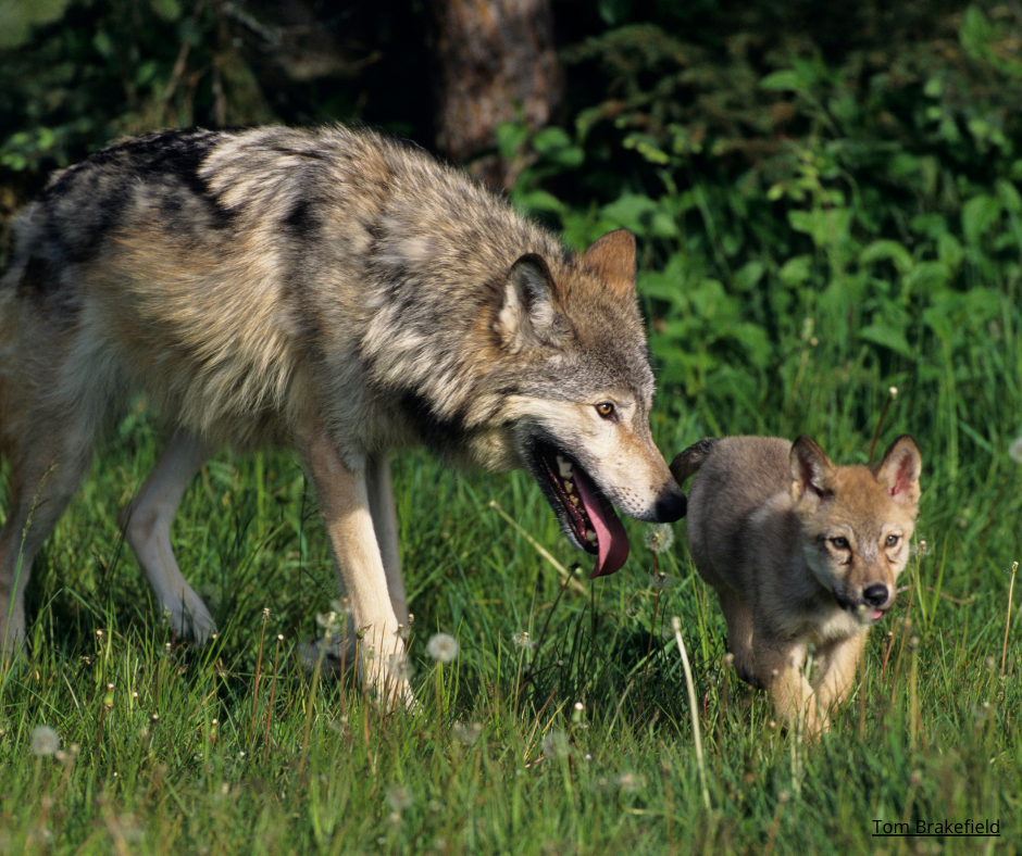 Läs vår replik i Svensk Jakt: Århuskonventionen är en demokratisk säkerhetsventil