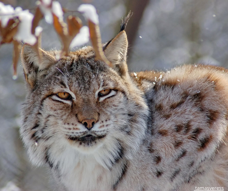Natur-delegaternas möte i Höör