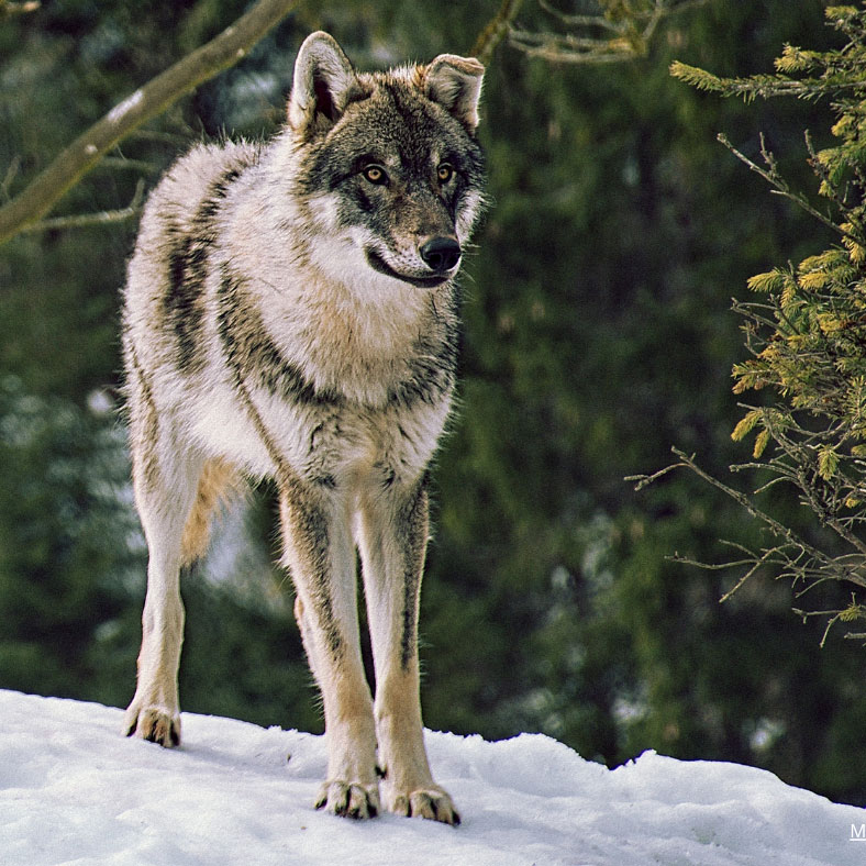 EU riktar hård kritik mot Sveriges varg-politik. Läs vår artikel