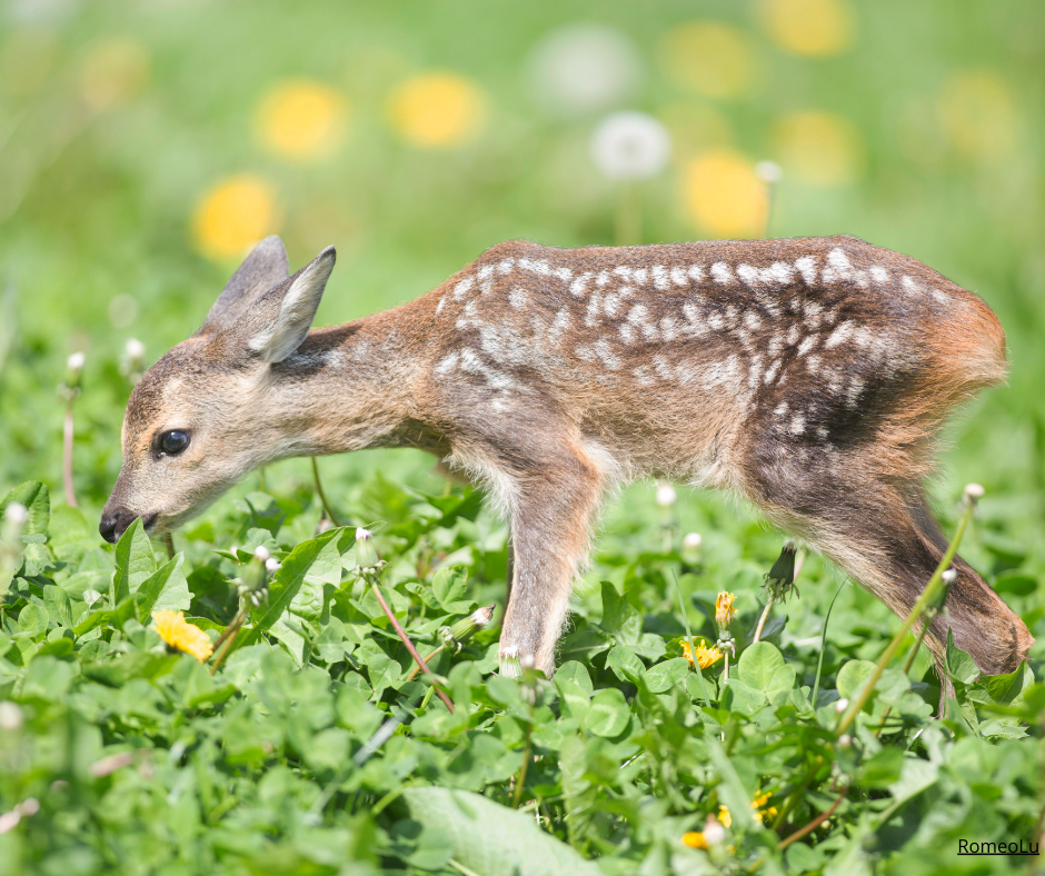 Projekt skydda rådjurskid vid slåtter