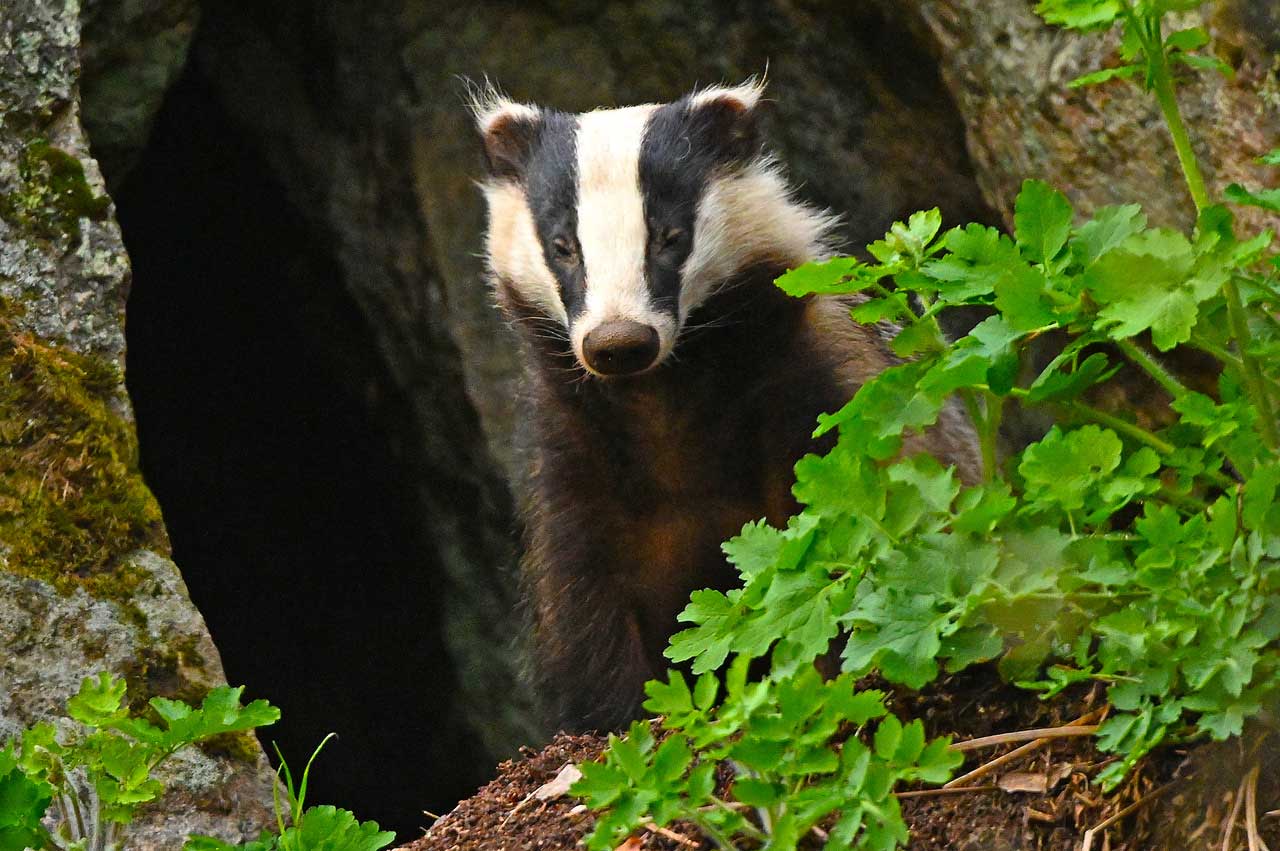 Sprida kunskap och utbilda