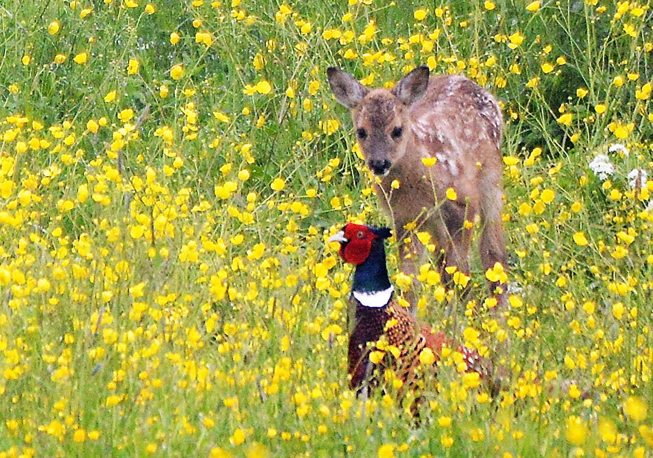 Stödja forskning kring djurens känsloliv och kognition