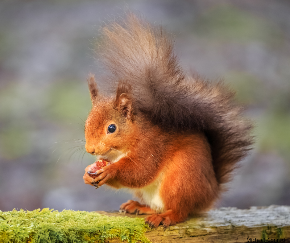 Henk Bogaard. ekorre