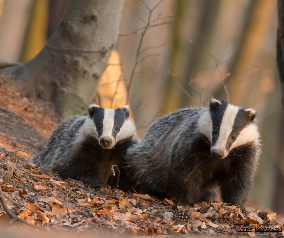 Alla hjärtans dag för de vilda djuren