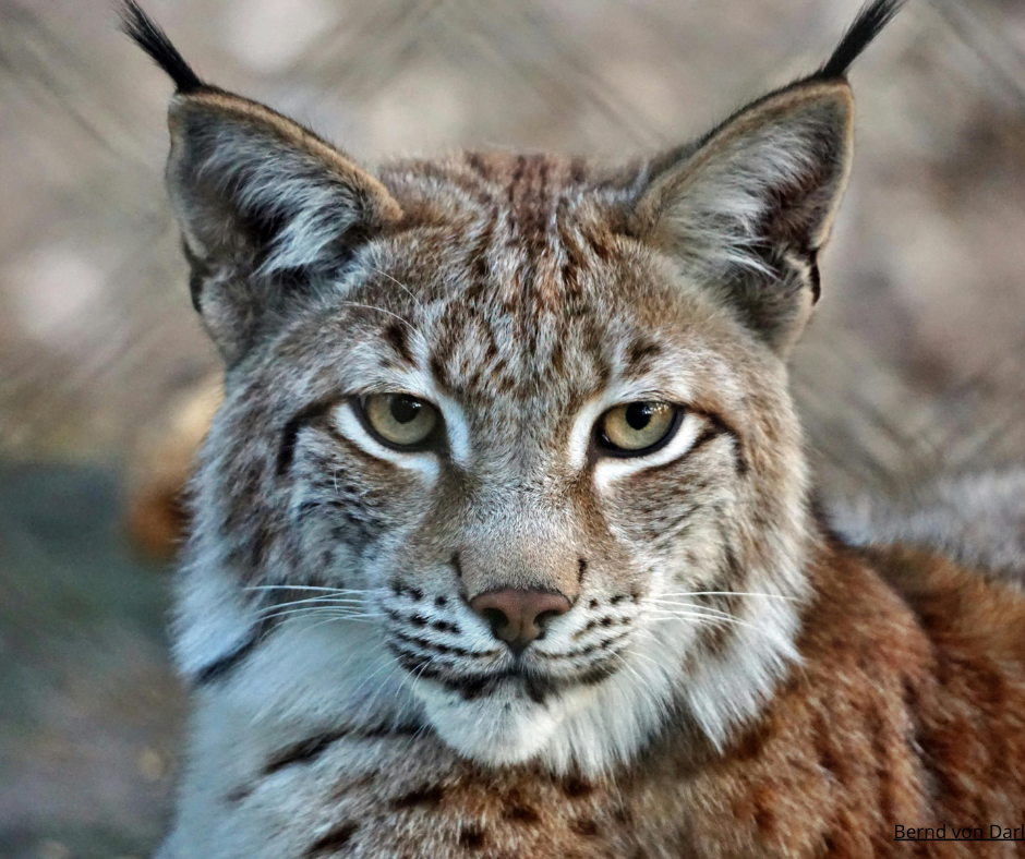 Läs våra öppna brev till landshövdingarna gällande lodjursjakt