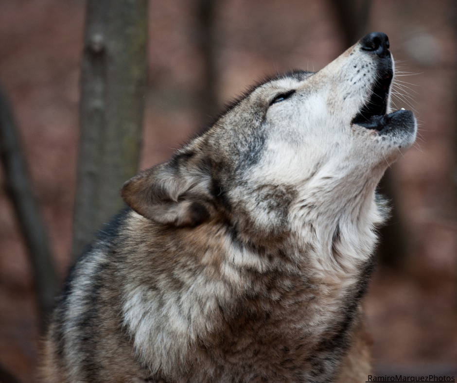 Läs vår artikel i Brussels times
