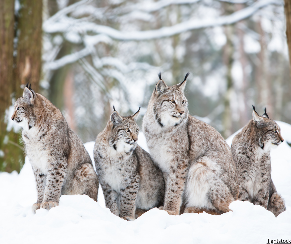 Läs vår artikel i Brussels Times: Varför agerar inte EU på lodjursjakten?