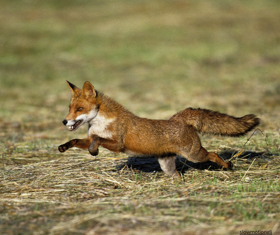 Plågsamma drevtävlingar på räv och hare bör förbjudas.