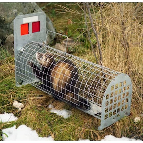 Stoppa plågsamma fångstmetoder