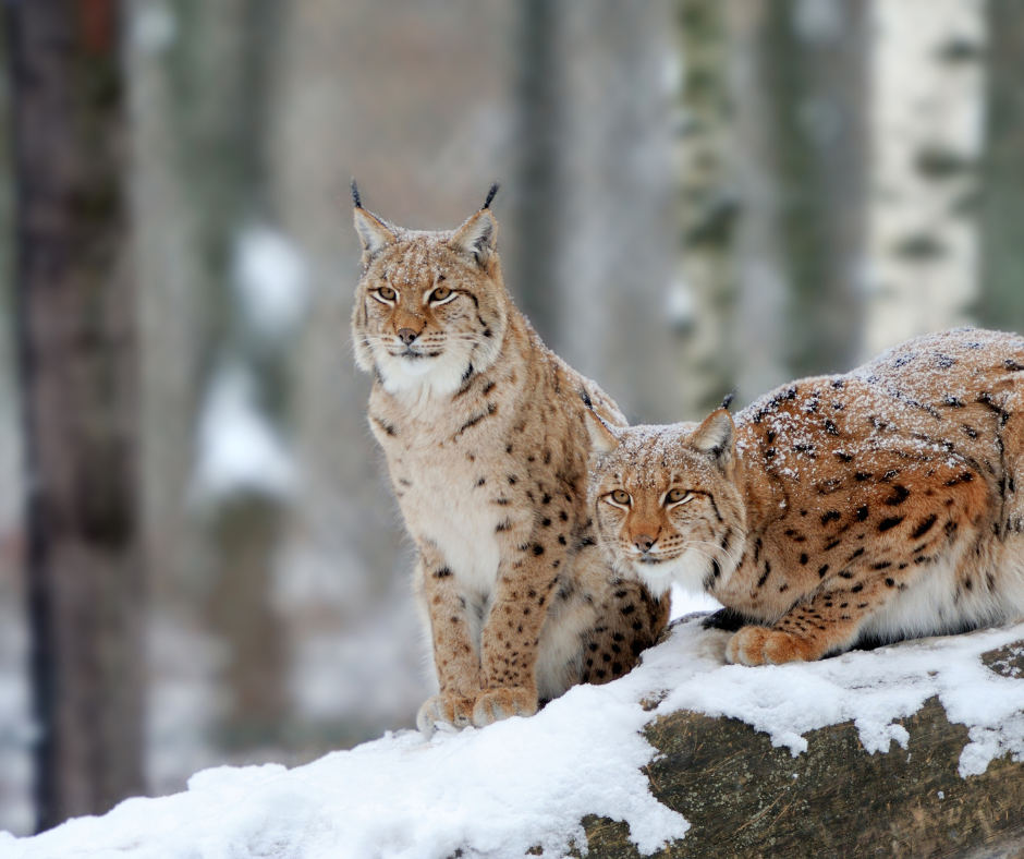 Läs vårt brev till alla ledamöter i riksdagen