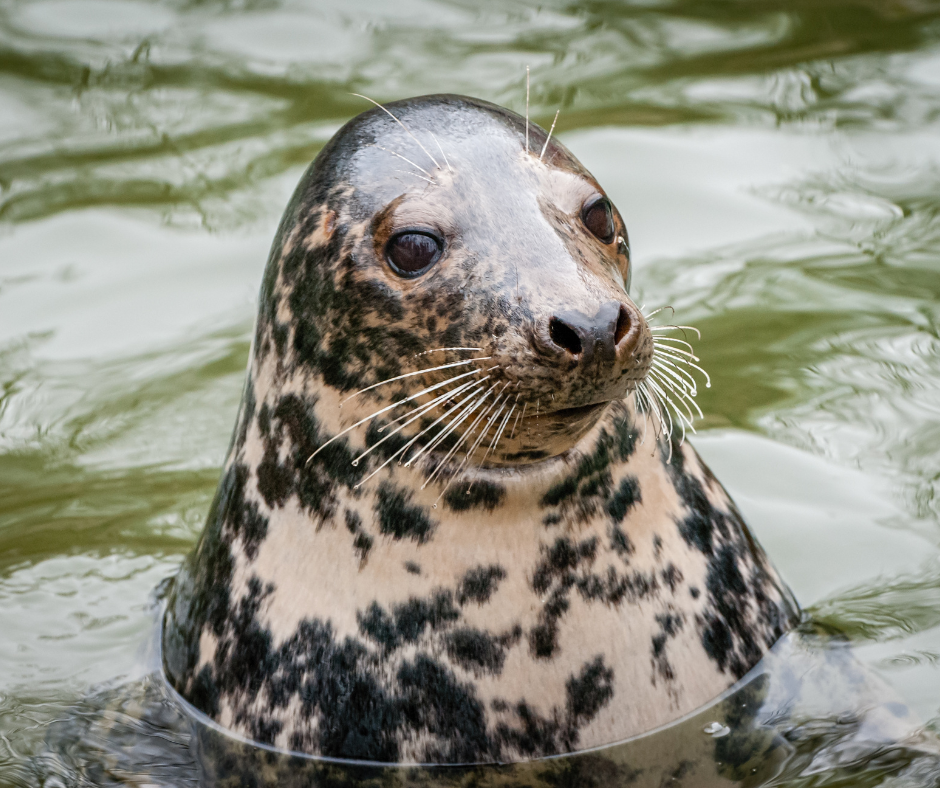 Beslut om jakt på säl och vårt remissvar.
