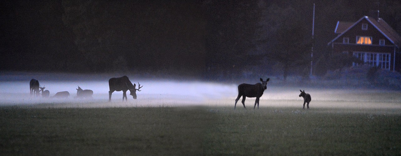 Läs vår artikel i Syre: Viltvård – en fråga om hur mycket vilt vi kan skjuta?