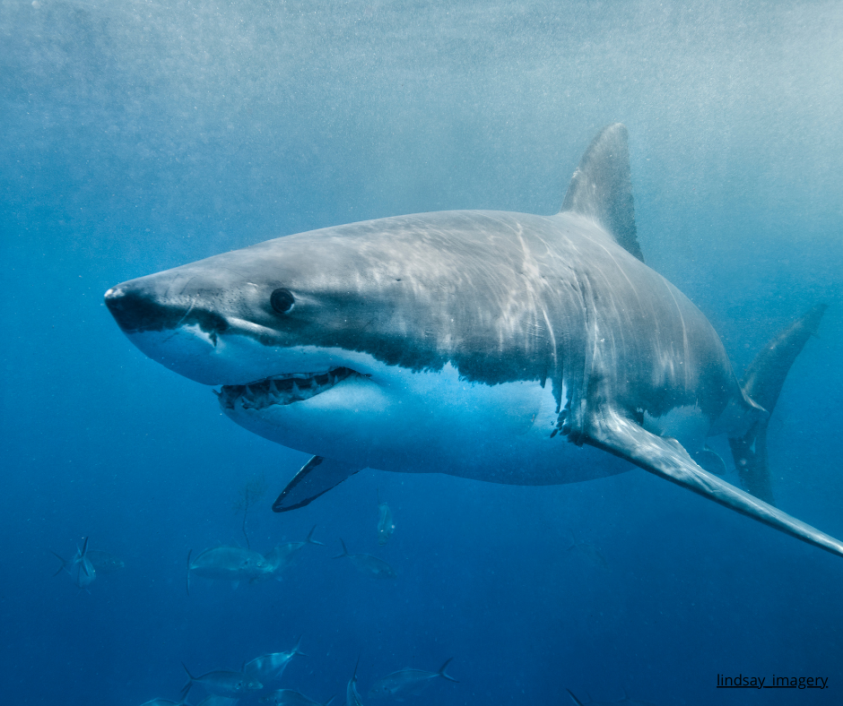 Läs vår artikel i Dala-Demokraten: När medierna ropar varg springer politiken efter – Vi borde lära av Australien